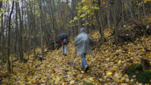 Montée en forêt